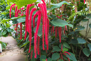 Love Lies Bleeding Amaranthus Seeds