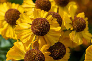 Helenium 'Autumn Leaves' Seeds