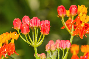 Sunset Milkweed Seeds