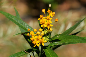 Yellow Milkweed Seeds
