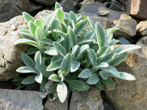 Lamb's Ear Seeds