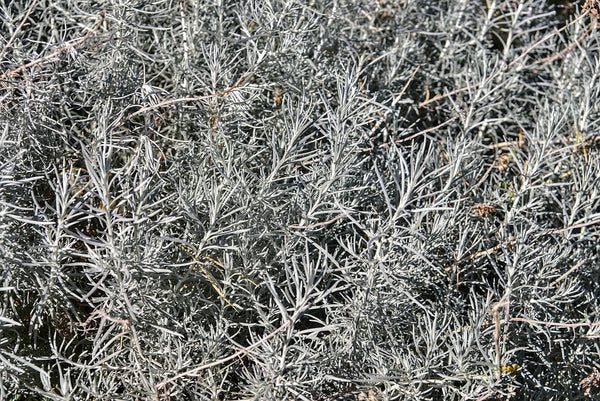 Silver Sagebrush Seeds