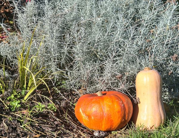 Silver Sagebrush Seeds