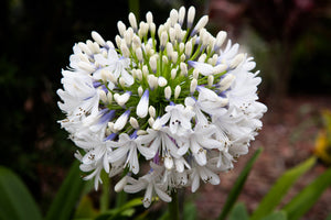 White Lily of the Nile Seeds