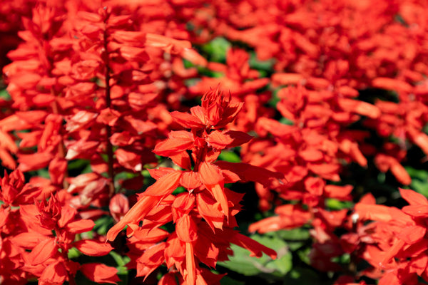Red Salvia - St. John's Fire Seeds