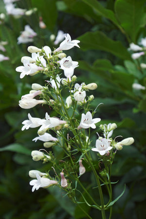 Foxglove Beardtongue Seeds