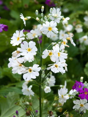 Fairy Primrose Seeds