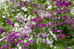 Fairy Primrose Seeds