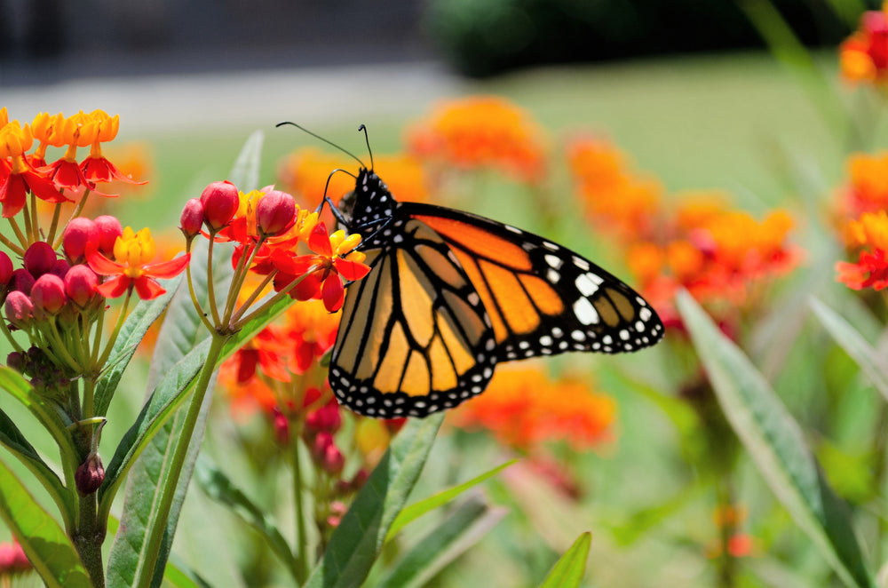 Sunset Milkweed Seeds