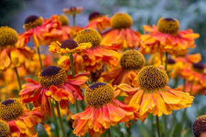 Helenium 'Autumn Leaves' Seeds