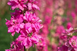 Sublime Pink Larkspur Seeds