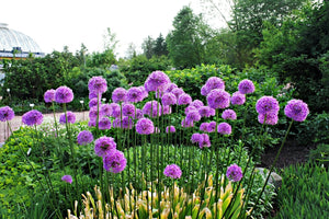 Giant Allium Seeds