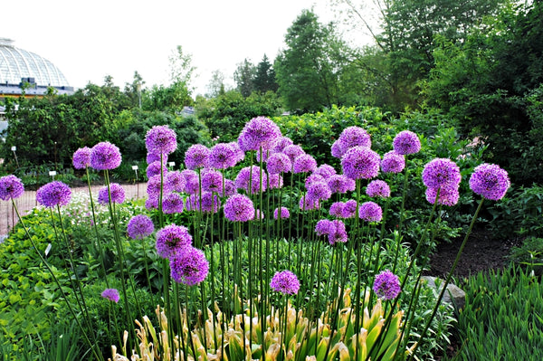 Giant Allium Seeds