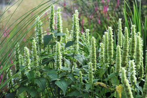 Yellow Giant Hyssop Seeds