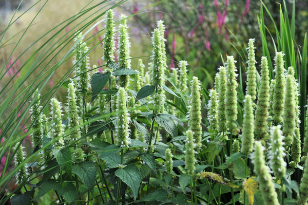 Yellow Giant Hyssop Seeds