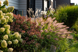 Chinese Fountain Grass Seeds