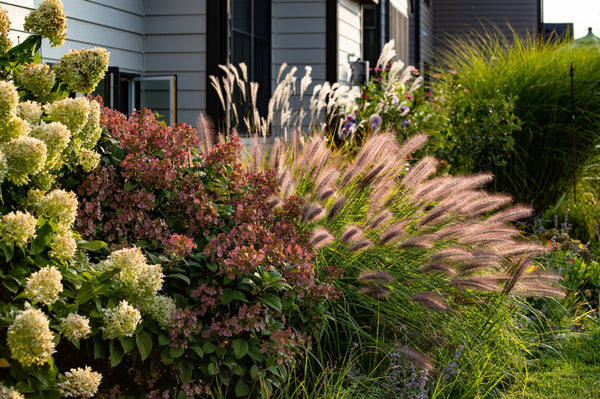 Chinese Fountain Grass Seeds