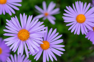East Indies Aster Seeds
