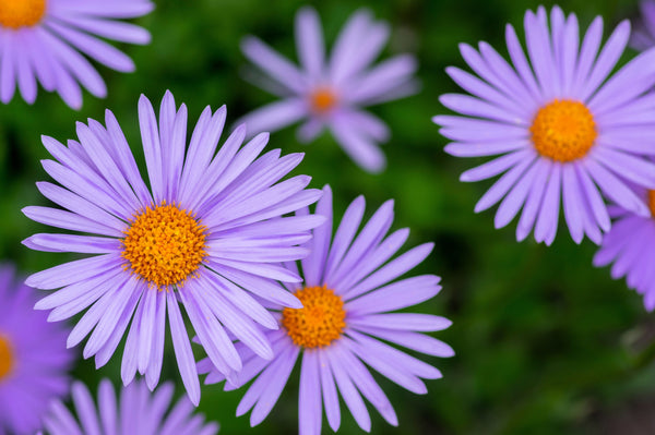 East Indies Aster Seeds