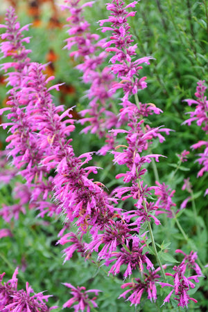 Agastache Mix Seeds