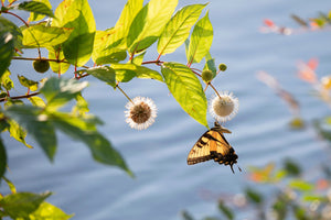 Buttonbush Shrub Seeds