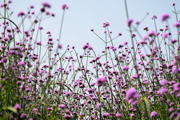 Common Vervain Seeds