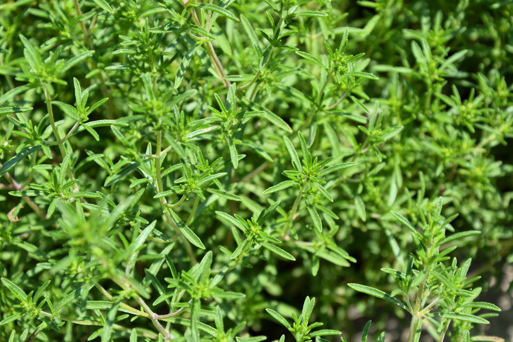 Summer Savory Seeds