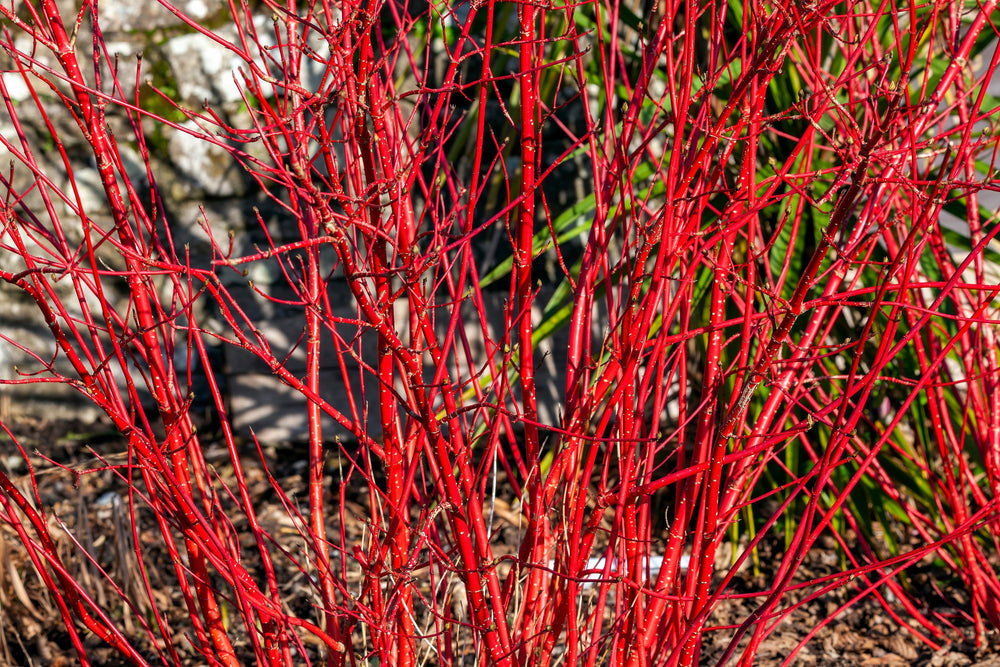 Red Twig Dogwood Seeds