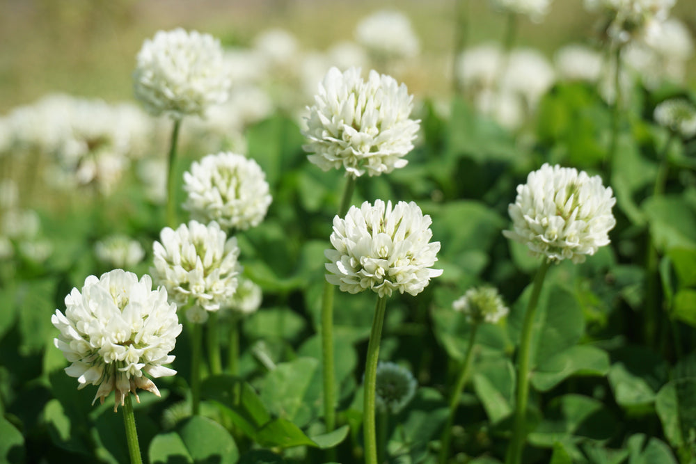 Microclover Dwarf Clover Lawn Seeds