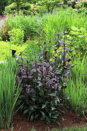 Husker Red Penstemon Seeds