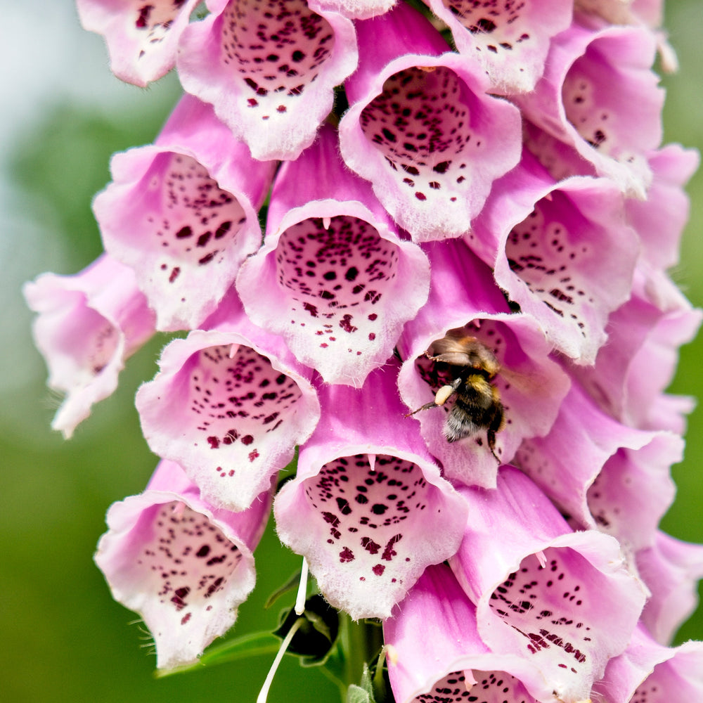 Pink Foxglove Seeds