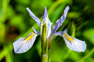 Missouri Iris Seeds