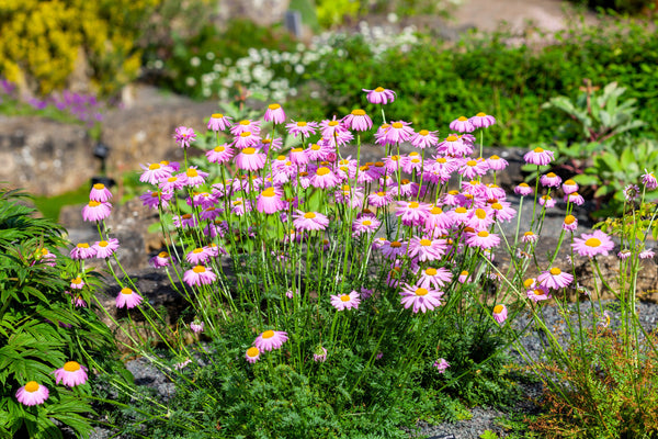 Robinson's Daisy Seeds