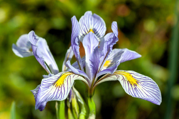 Missouri Iris Seeds