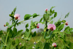 AUSTRIAN WINTER PEA Ground Cover Crop Legume Seeds