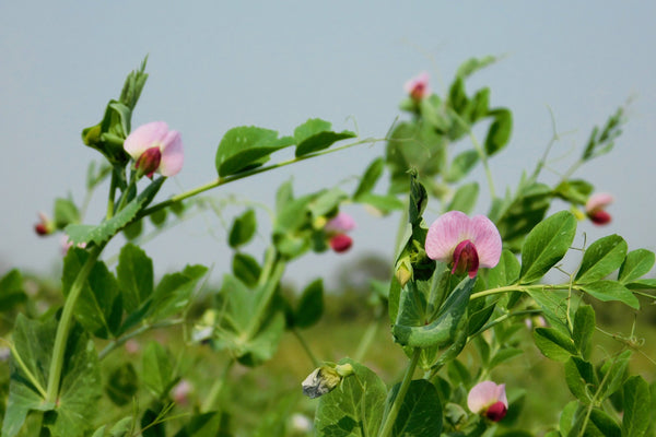 AUSTRIAN WINTER PEA Ground Cover Crop Legume Seeds