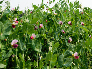 AUSTRIAN WINTER PEA Ground Cover Crop Legume Seeds