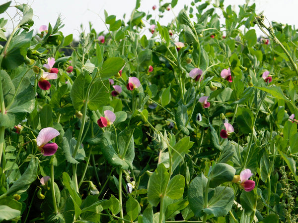 AUSTRIAN WINTER PEA Ground Cover Crop Legume Seeds