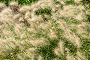 White Fountain Grass Seeds