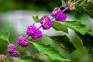 Beautyberry Seeds