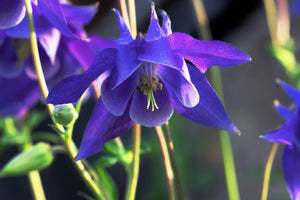 Purple Columbine Seeds
