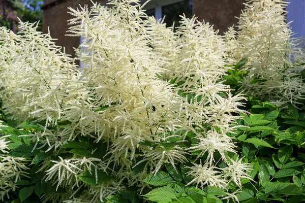 Goat's Beard Seeds