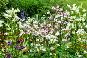 Tall Double Columbine Seeds (Mixed Colors)