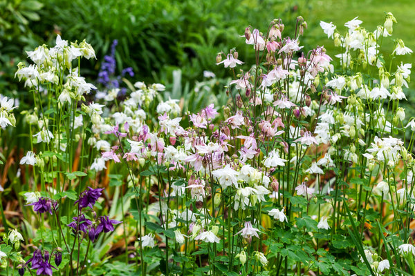 Tall Double Columbine Seeds (Mixed Colors)