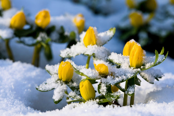 Winter Aconite Seeds