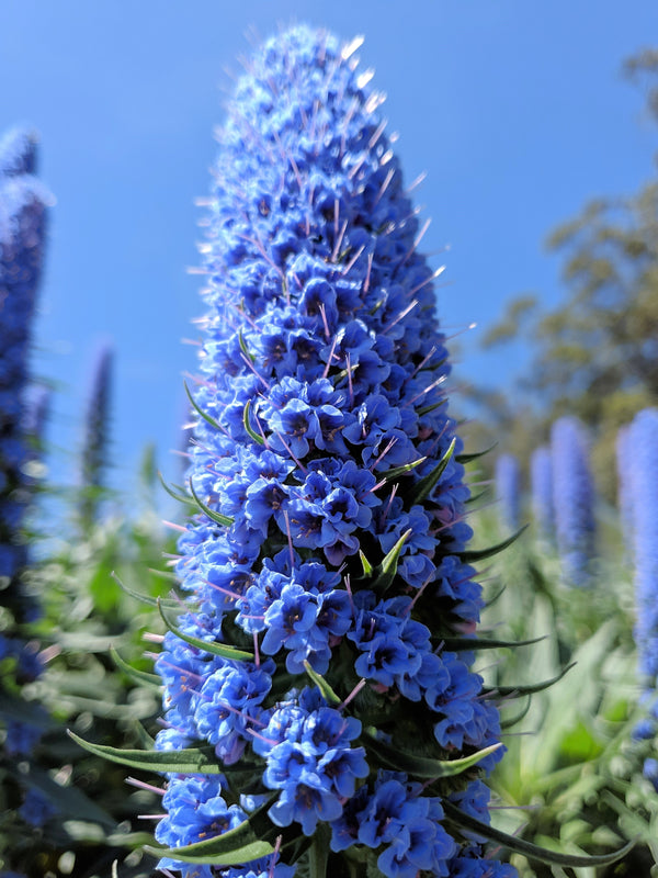 Pride of Madeira Seeds