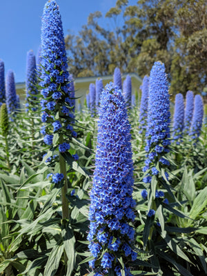 Pride of Madeira Seeds
