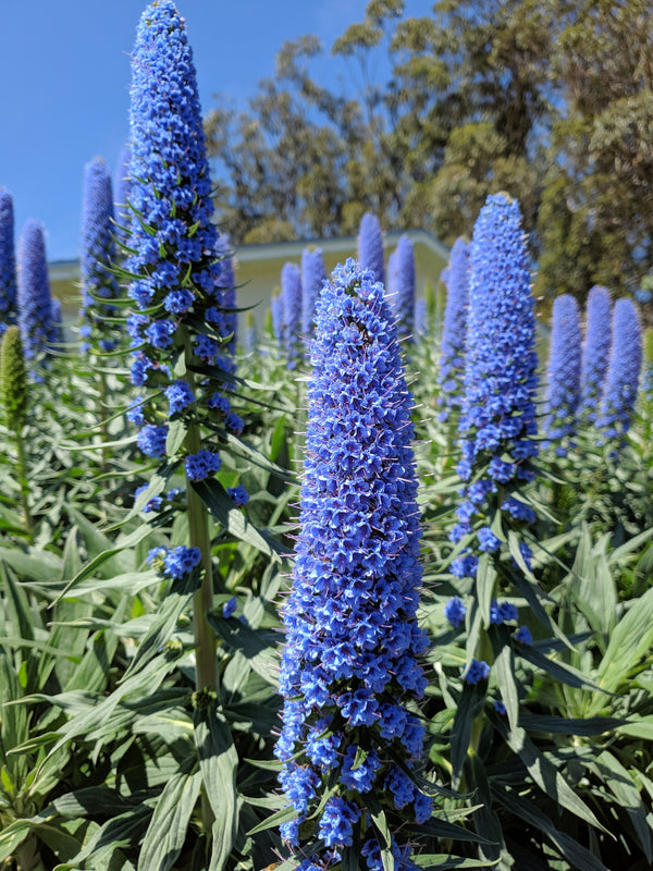 Pride of Madeira Seeds