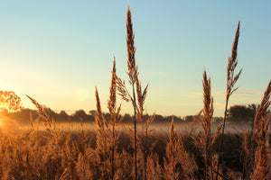 Big Bluestem Grass Seeds