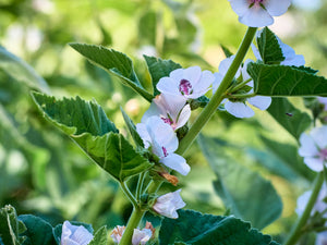 Marsh Mallow Althaea Seeds